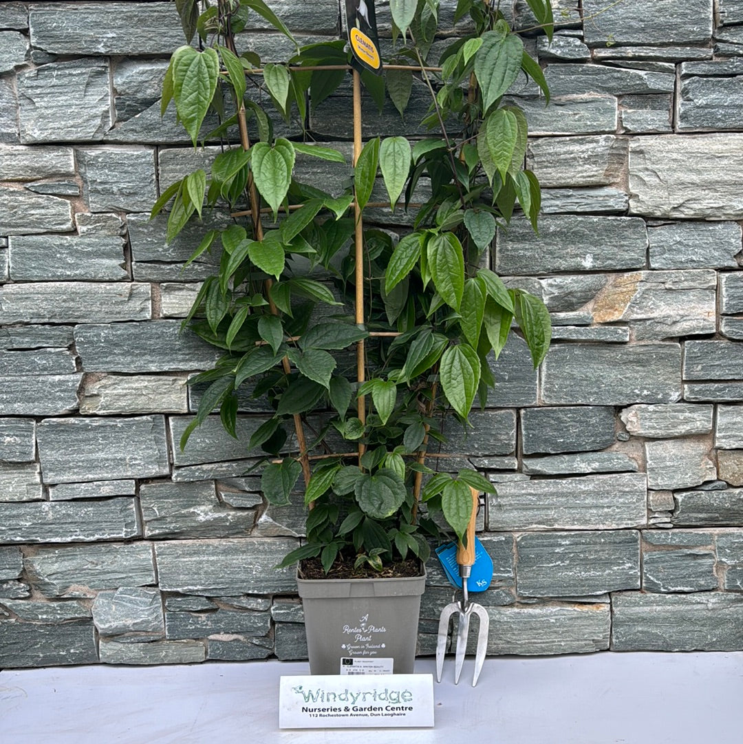 CLEMATIS A. WINTER BEAUTY 100cm 5ltr