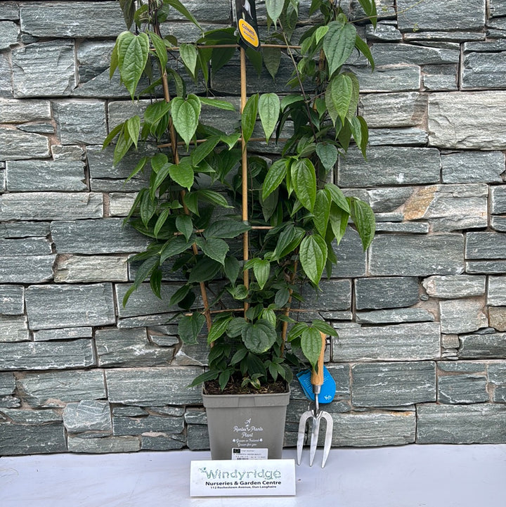 CLEMATIS A. WINTER BEAUTY 100cm 5ltr