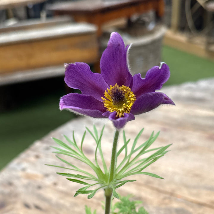 Pulsatilla vulgaris Violet Blue