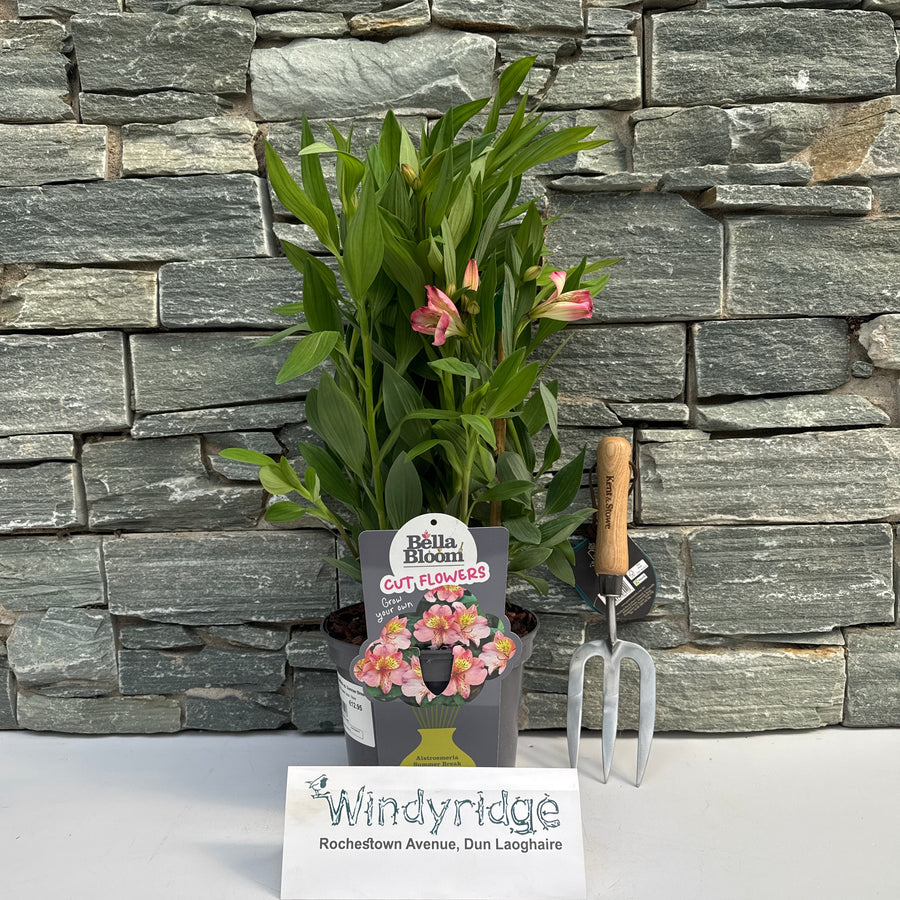 Alstroemeria Sp. Summer Break - Herbaceous - Windyridge Garden Centre