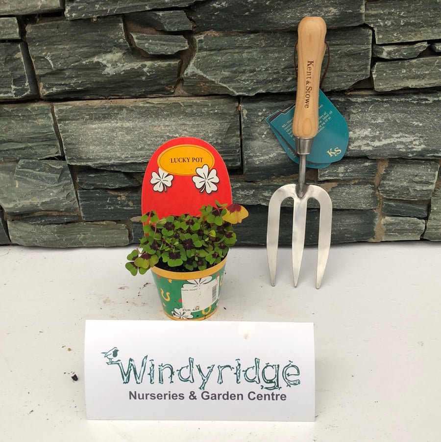 Oxalis Deppei - Indoor Plants - Windyridge Garden Centre