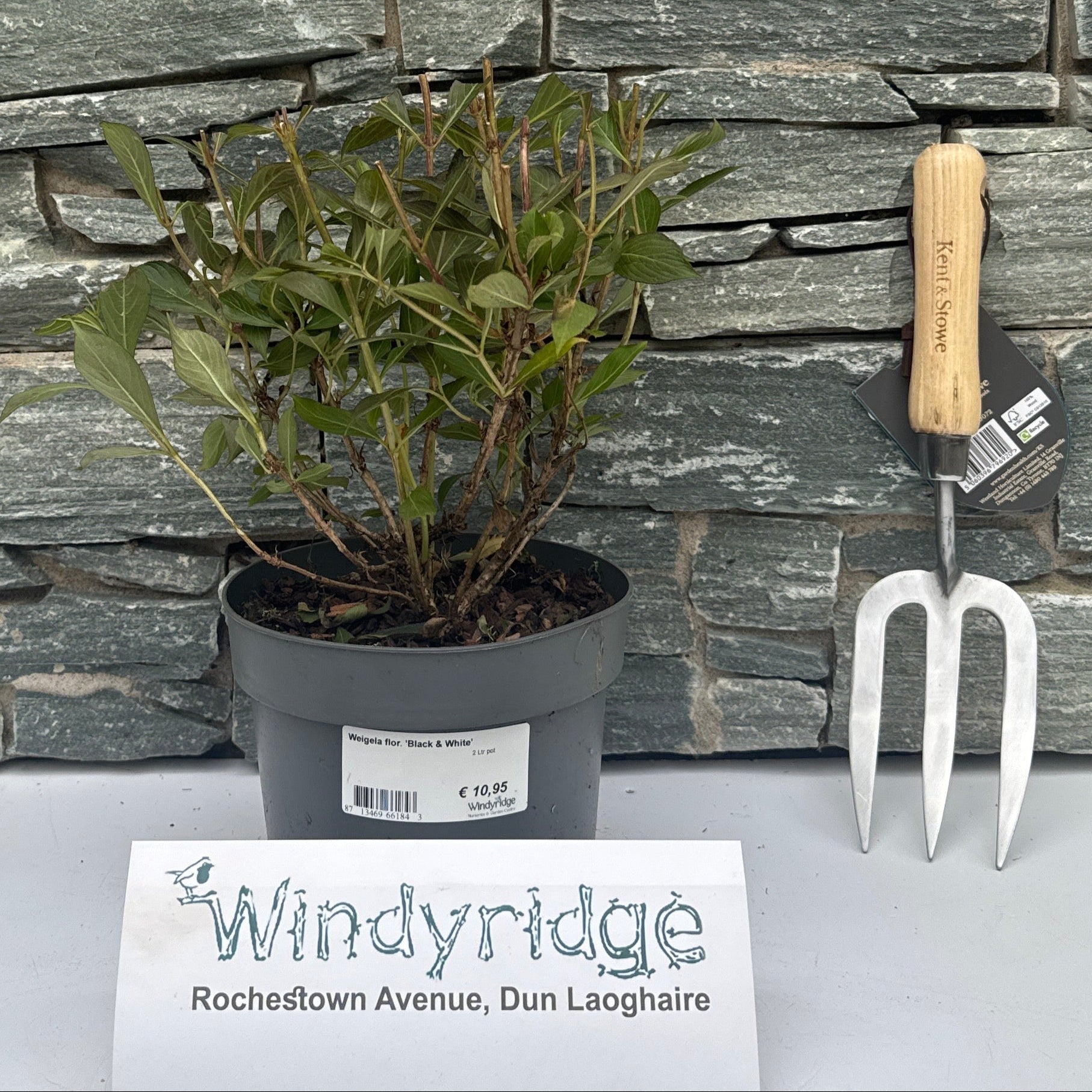 Weigela flor. Black & White 2 Ltr pot – Windyridge Garden Centre