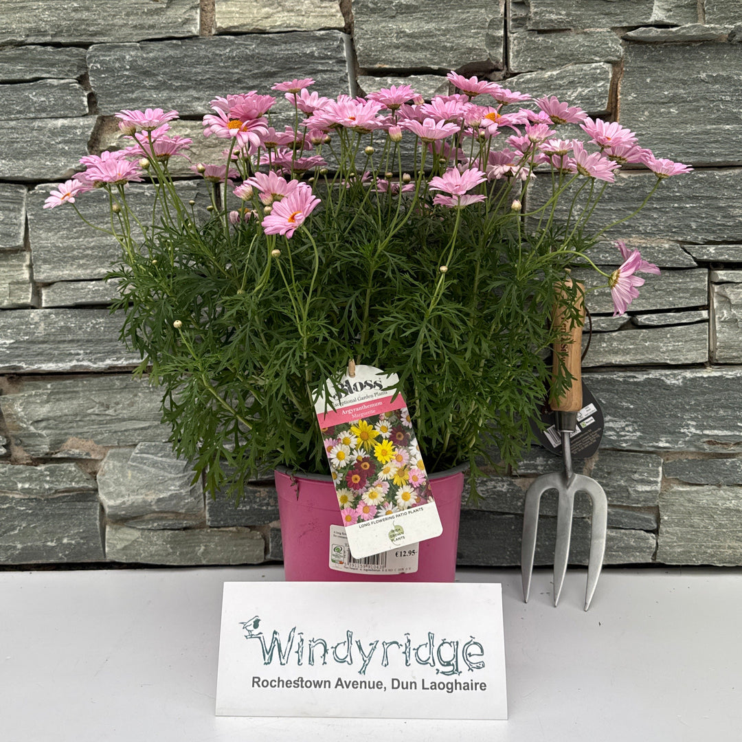 Argyranthemum Pink