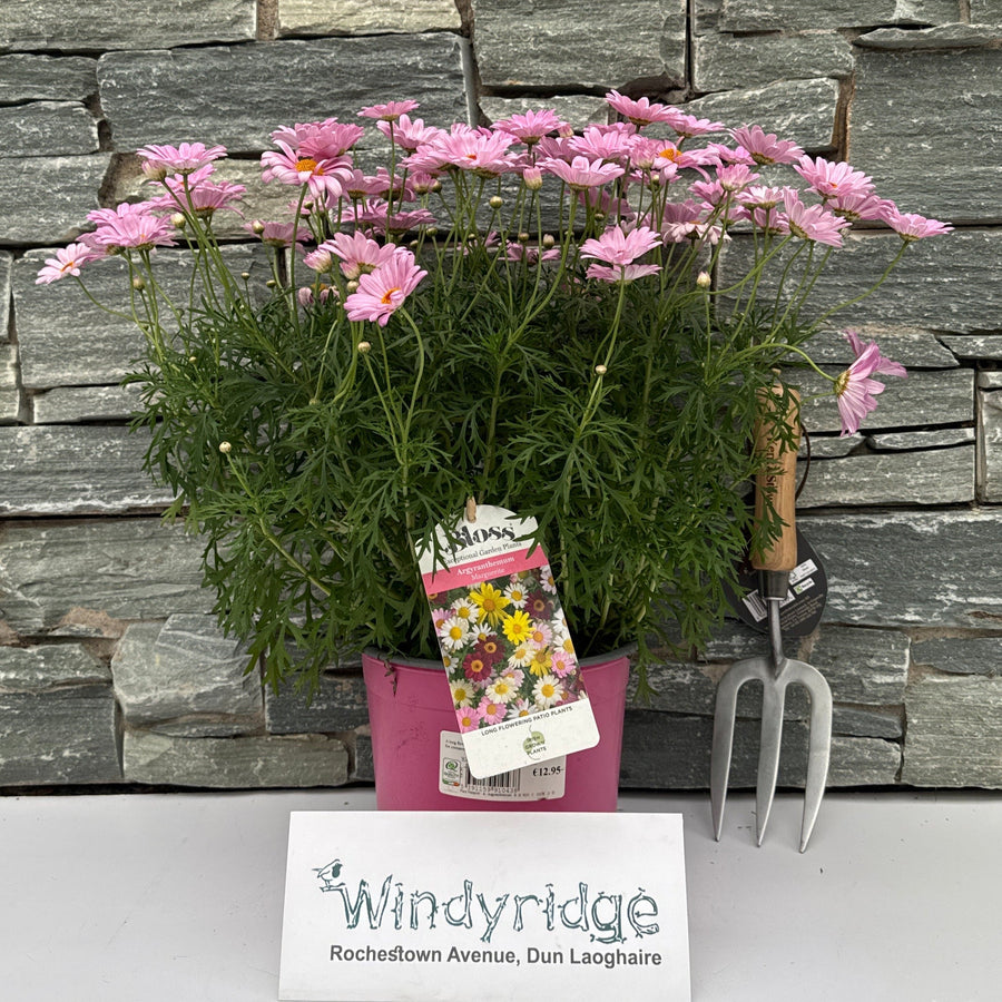 Argyranthemum Pink - Herbaceous - Windyridge Garden Centre
