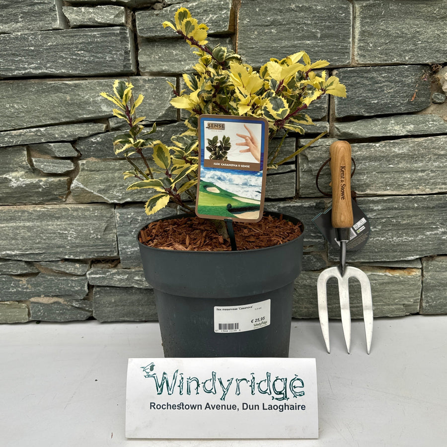 Ilex Meserveae Casanova  5 Ltr Pot - Shrubs - Windyridge Garden Centre