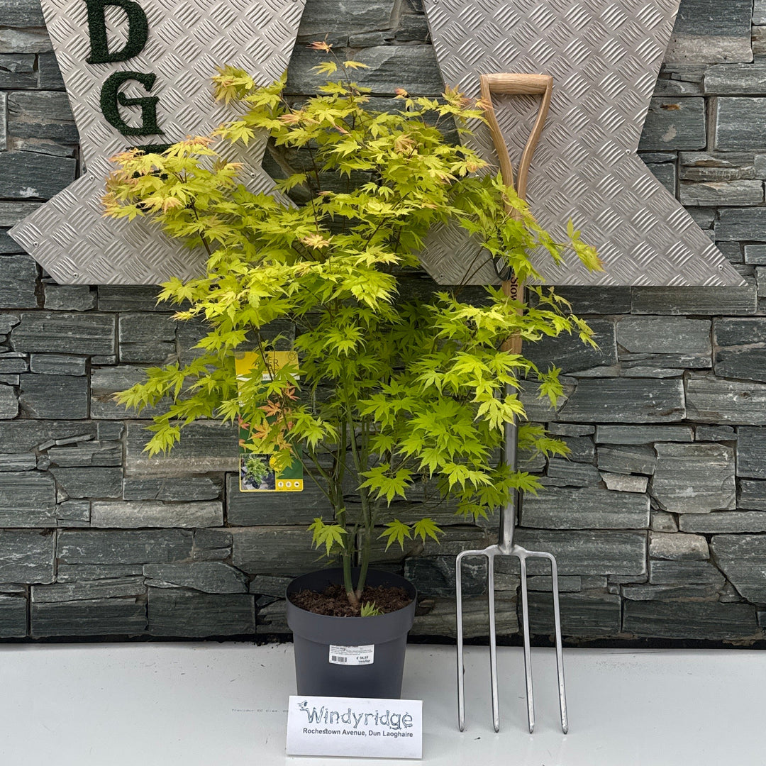 Acer Palm. 'Orange Dream' C6.5 - Trees - Windyridge Garden Centre
