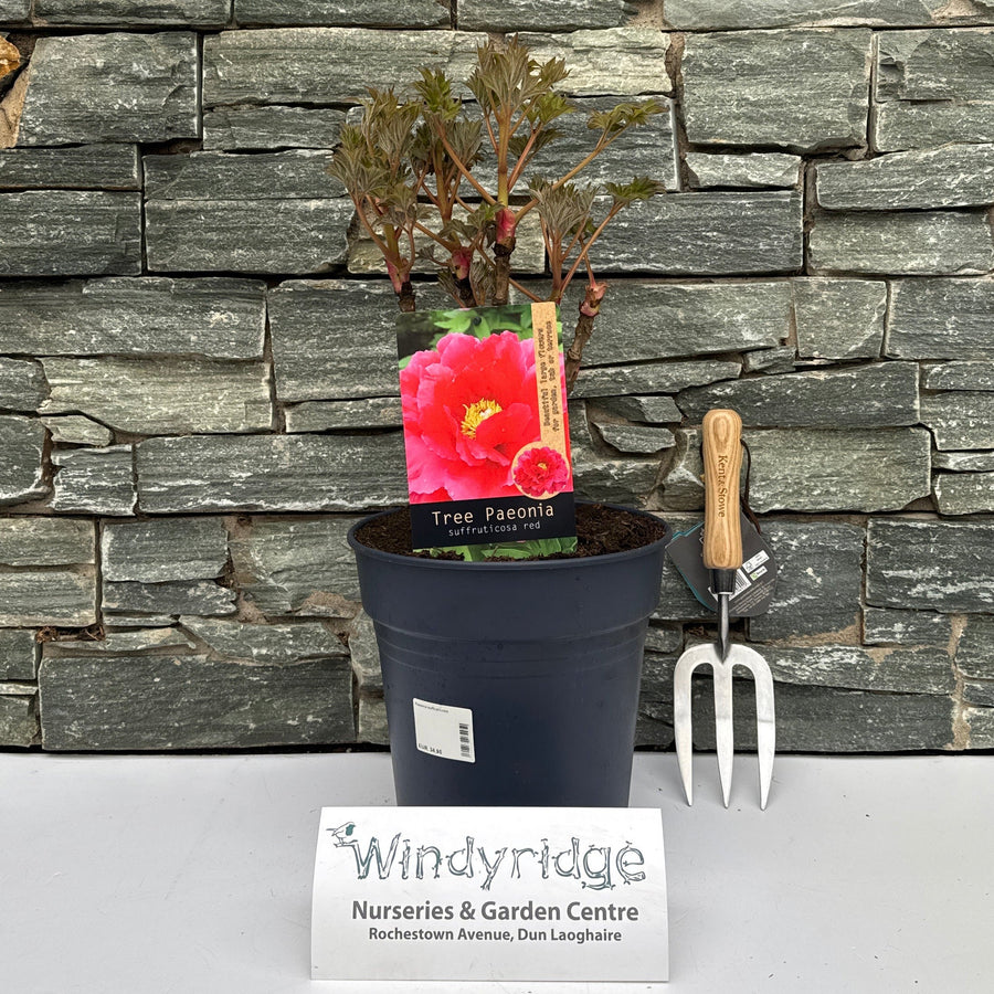 Paeonia Suffruticosa - Herbaceous - Windyridge Garden Centre