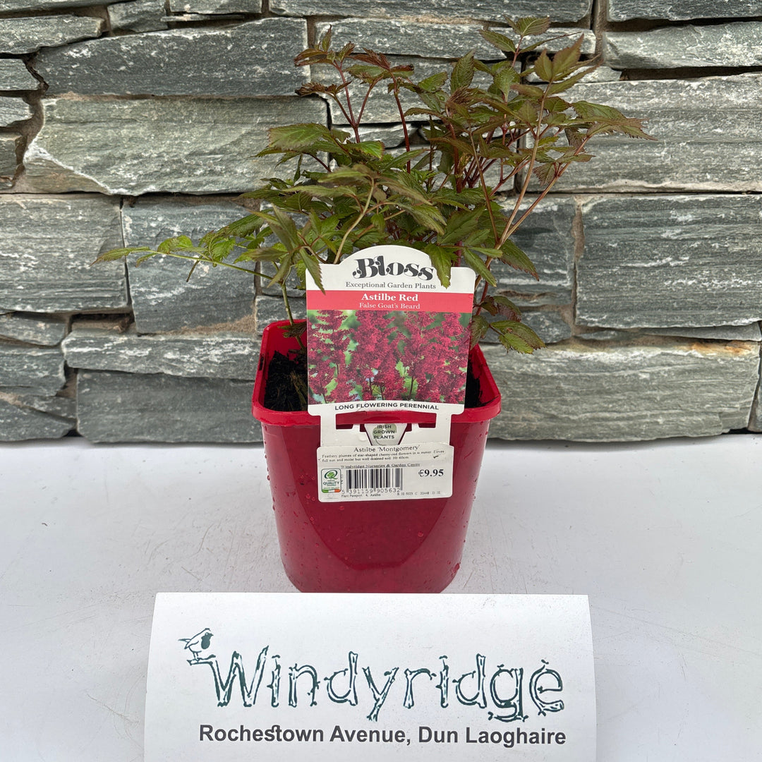 Astilbe Montgomery