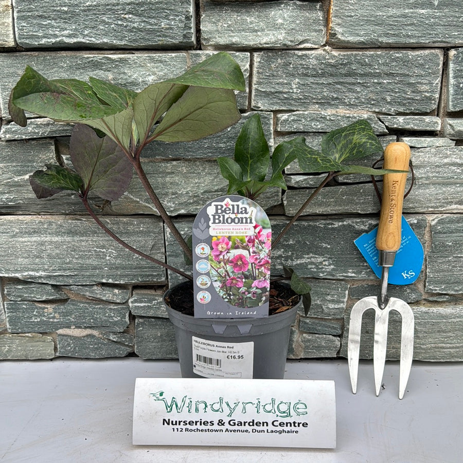 Lenten Rose (Helleborus Annas Red) - Herbaceous - Windyridge Garden Centre
