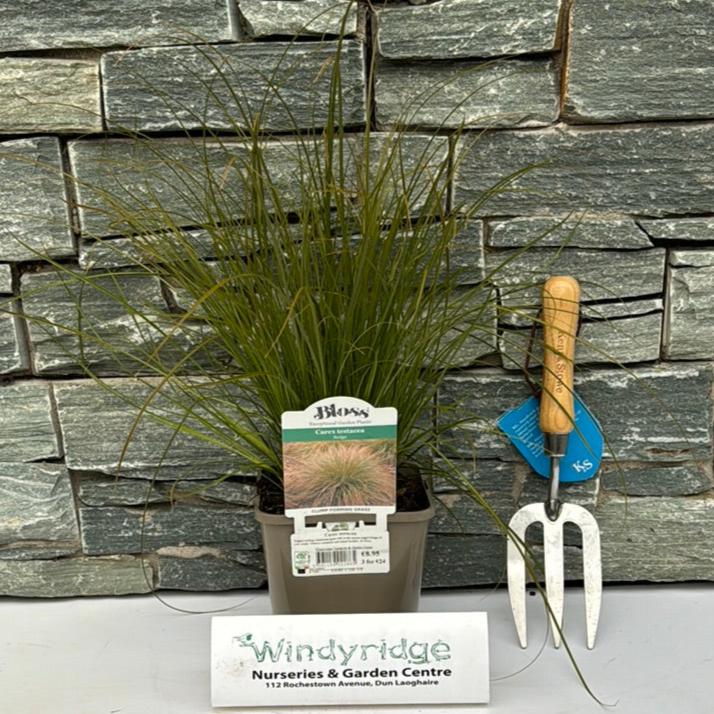 Carex Testacea (2Ltr Pot) - Herbaceous - Windyridge Garden Centre