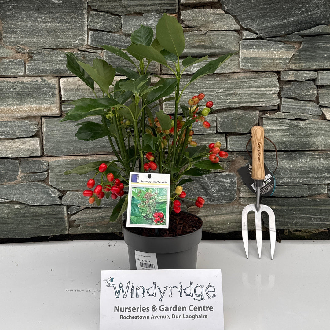 Aucuba japonica Rozannie
