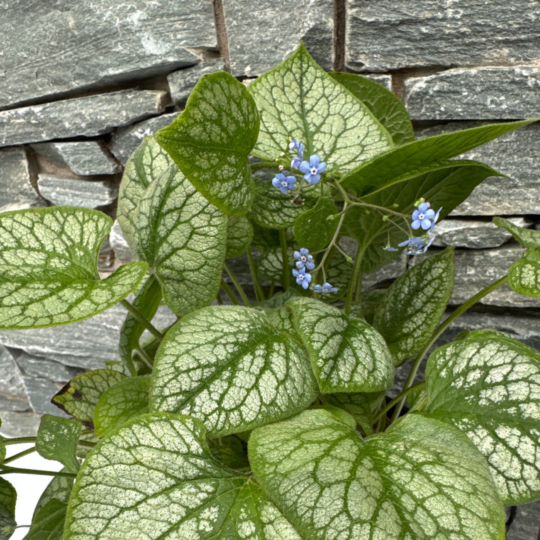 BRUNNERA mac. Jack Frost