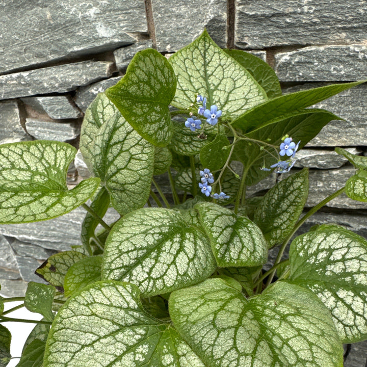 BRUNNERA mac. Jack Frost