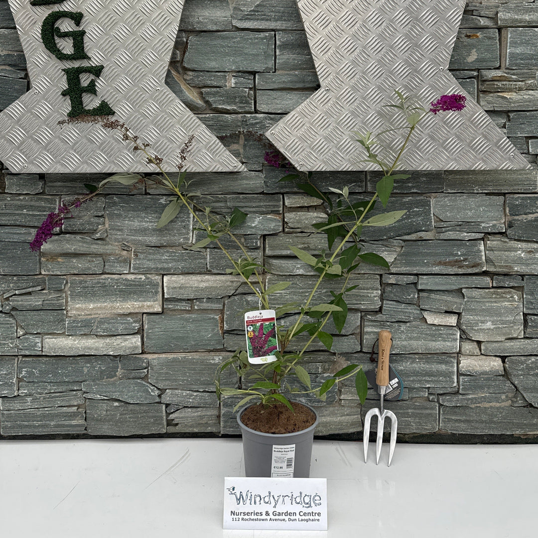 Buddleja Royal Red