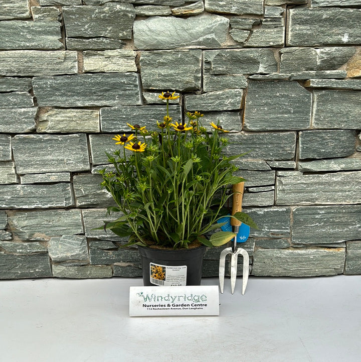 RUDBECKIA fulg. Little Goldstar