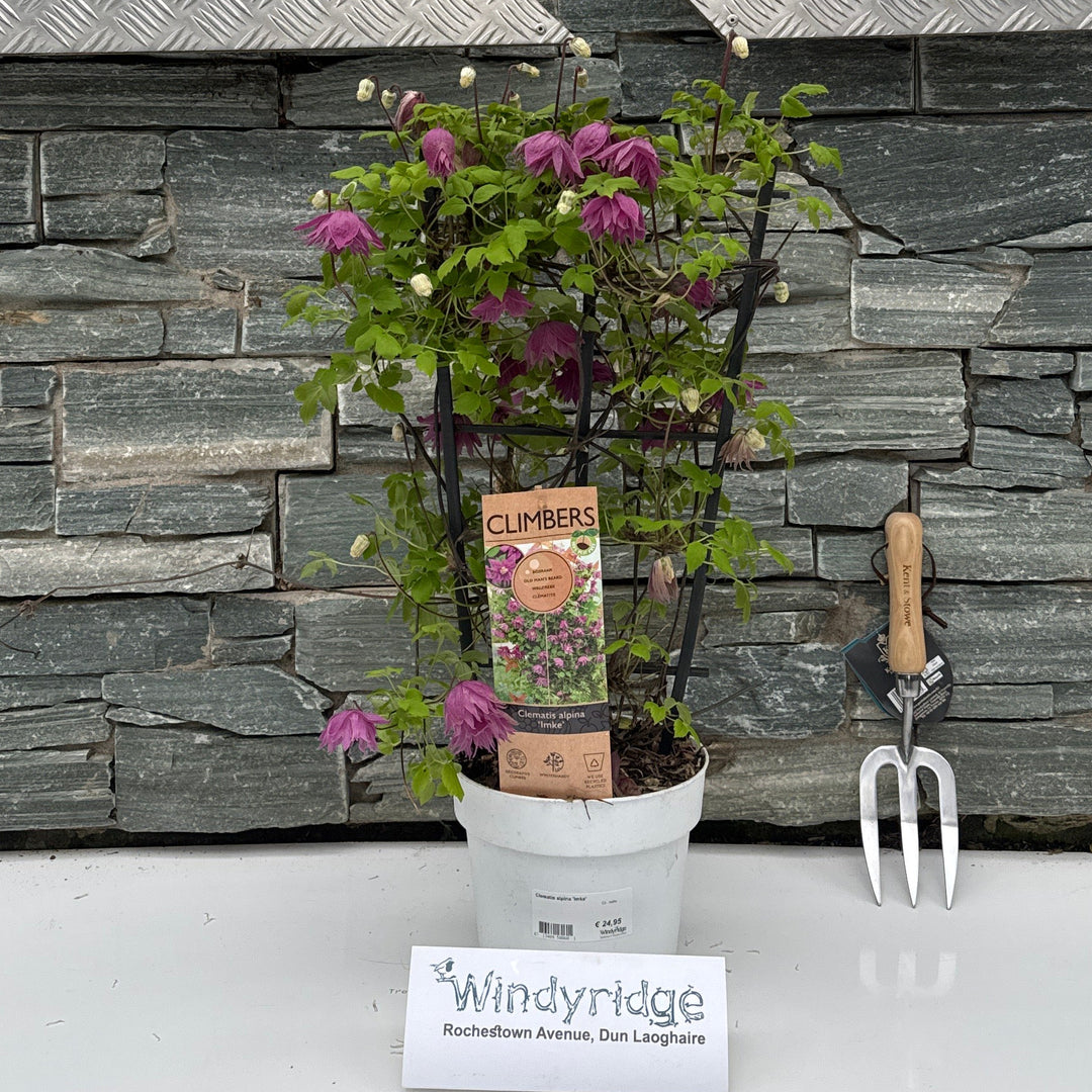 Clematis Alpina 'Imke' C3 - Trellis - Climbers - Windyridge Garden Centre