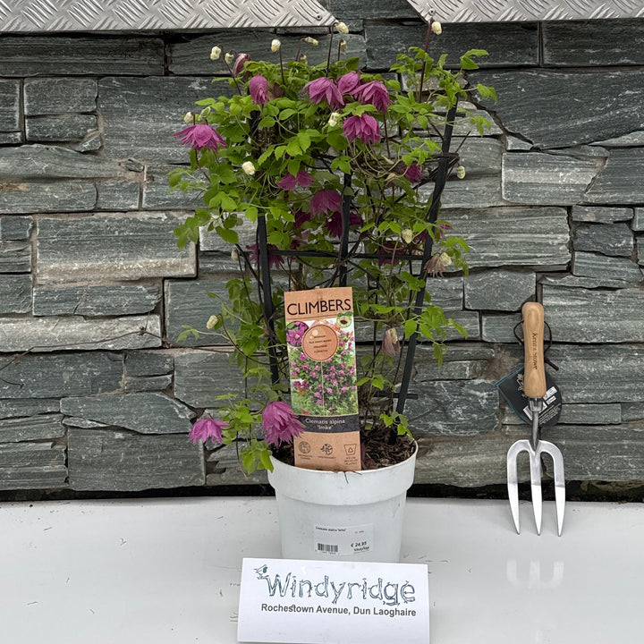 Clematis Alpina 'Imke' C3 - Trellis - Climbers - Windyridge Garden Centre