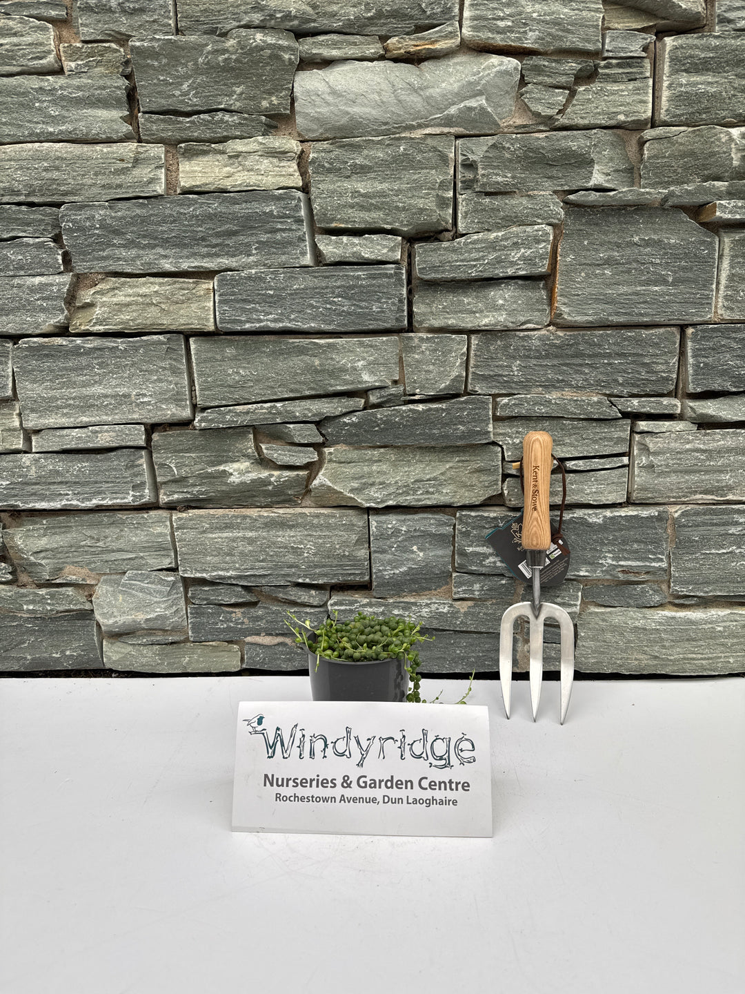 String Of Pearls Senecio Rowleyanus (12cm Pot)