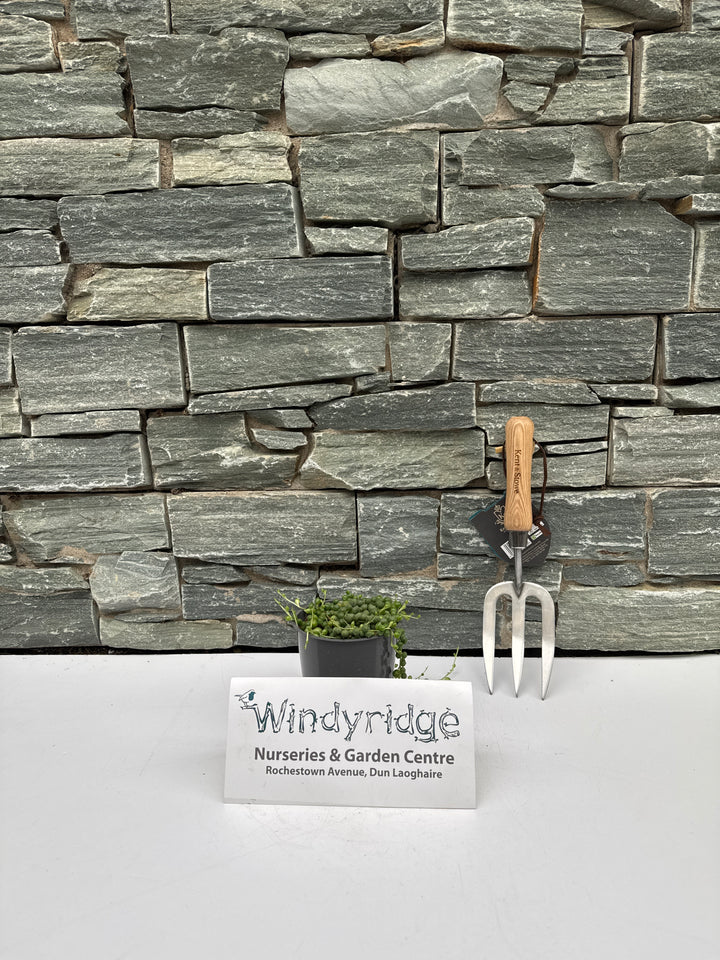 String Of Pearls Senecio Rowleyanus (12cm Pot)