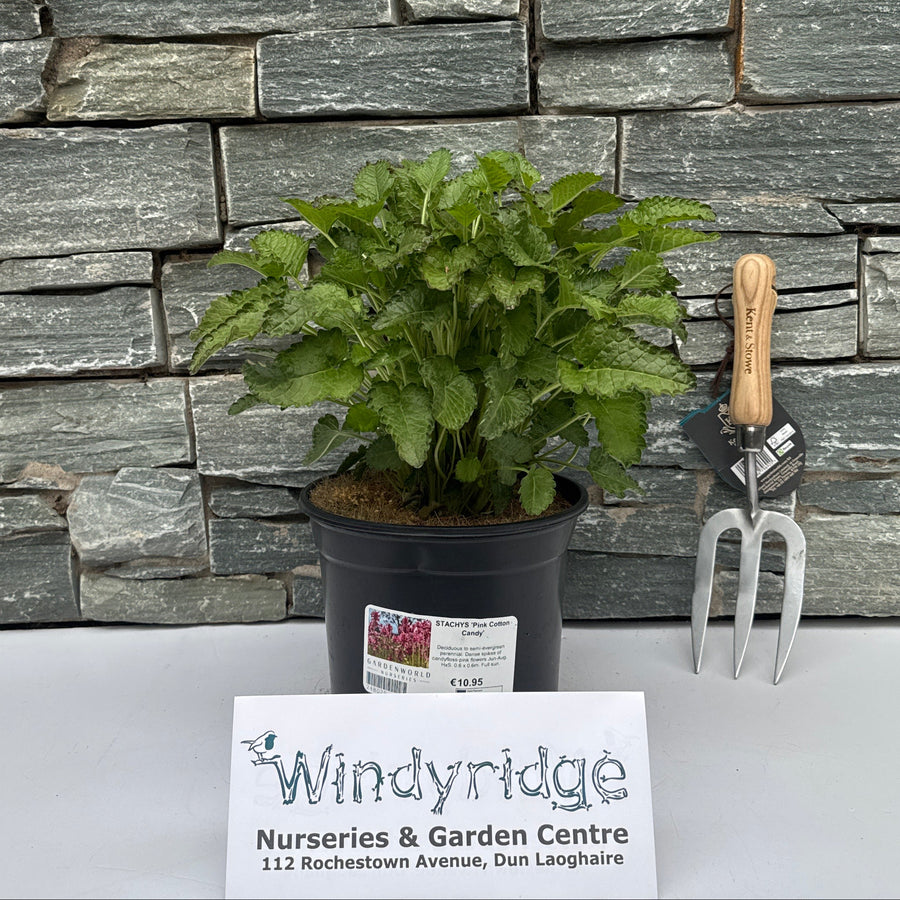 STACHYS 'Pink Cotton Candy' - Herbaceous - Windyridge Garden Centre