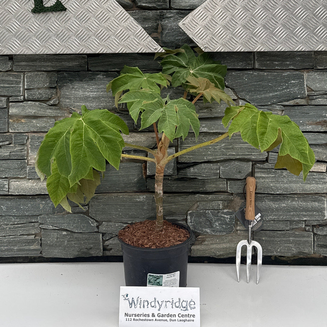 TETRAPANAX papyrifer 'Rex'