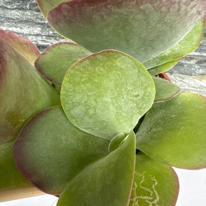 Kalanchoe NF thyrsiflora .