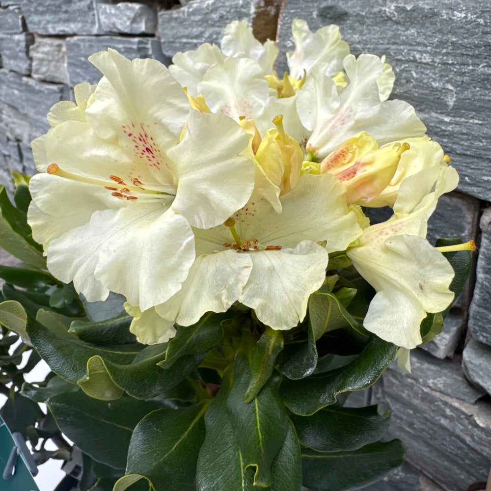 Rhododendron Hybr.Goldkrone (S) Iv - Shrubs - Windyridge Garden Centre