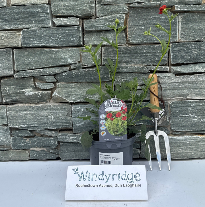 GEUM Firstarter