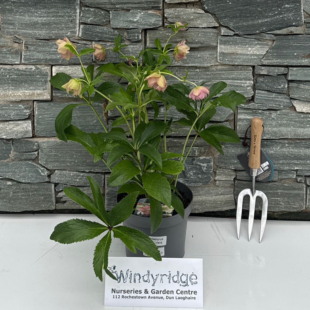 Helleborus ViV Vera