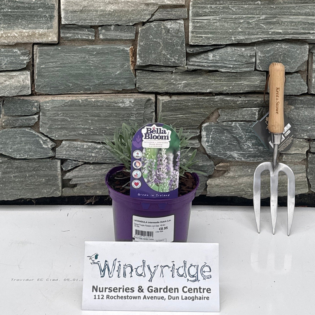 LAVANDULA intermedia Dutch (Lavender) 2 Litre