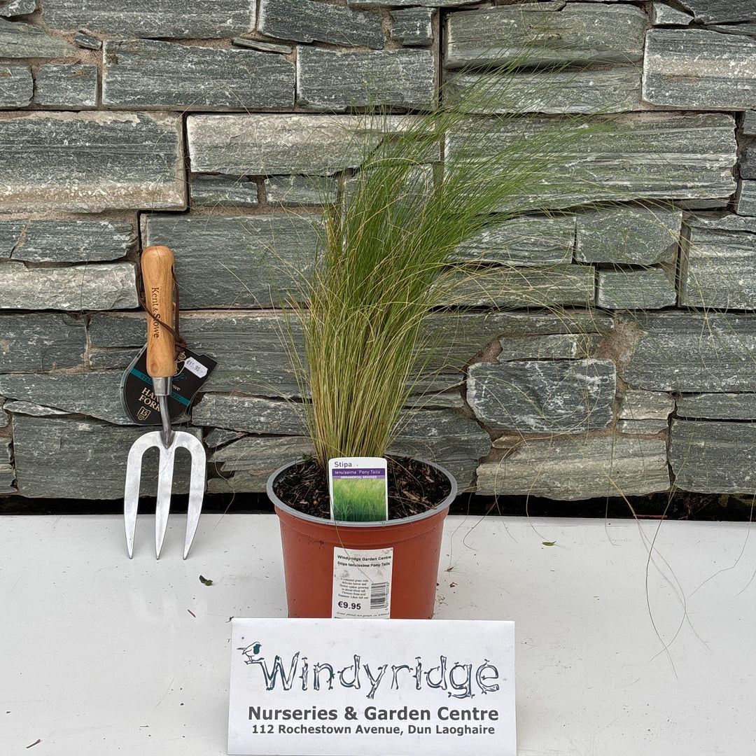 Stipa tenuissima Pony Tails