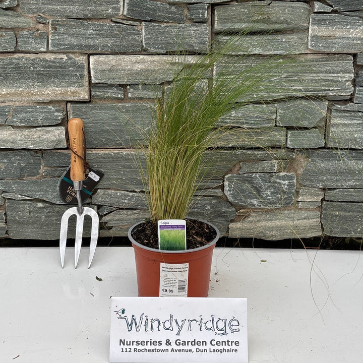 Stipa tenuissima Pony Tails