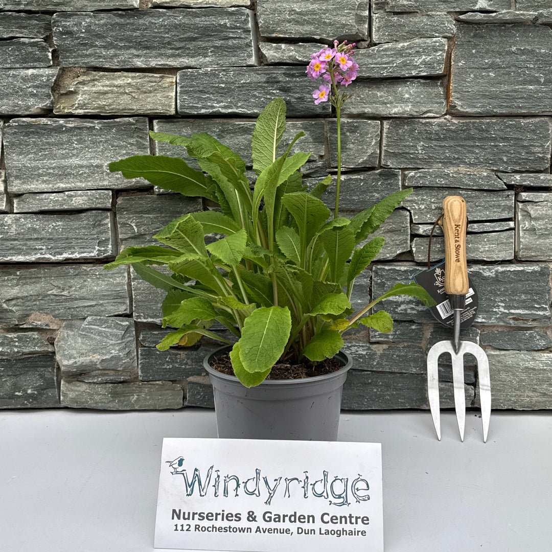 Candelabra Primrose (Primula bulleesiana)