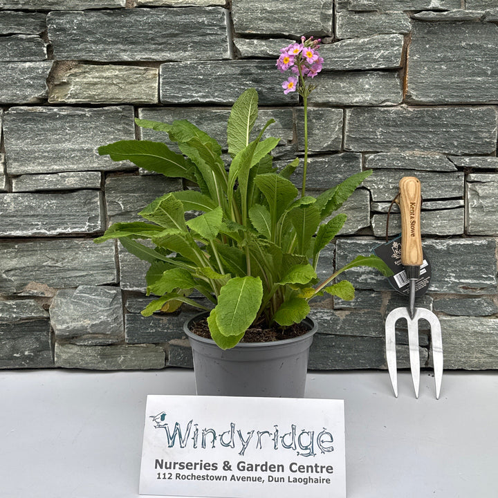 Candelabra Primrose (Primula bulleesiana)