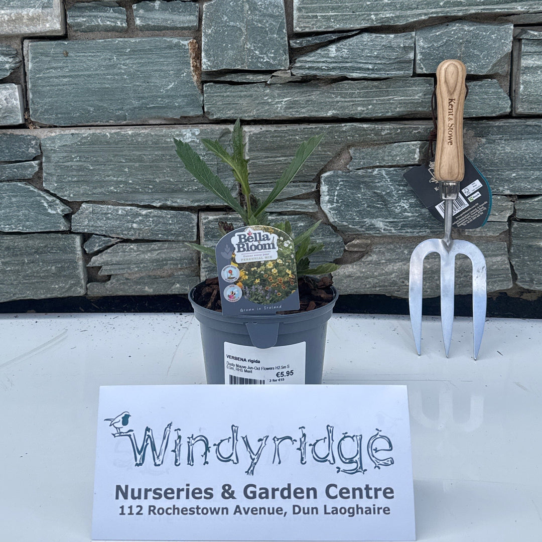 VERBENA rigida 1 Litre - Herbaceous - Windyridge Garden Centre