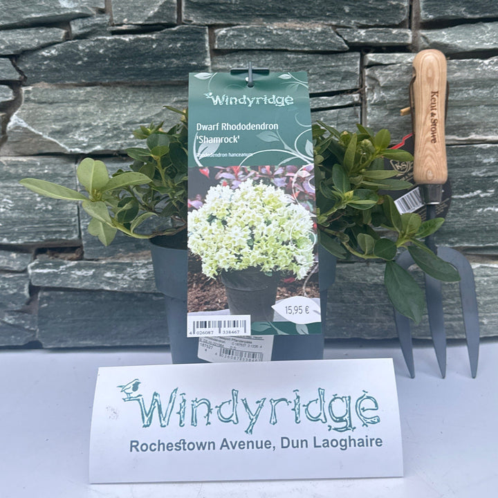 Rhododendron hanceanum Shamrock