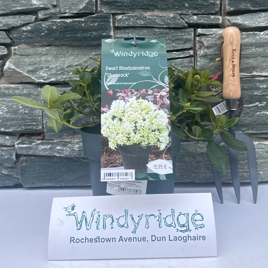 Rhododendron Hanceanum Shamrock - Shrubs - Windyridge Garden Centre