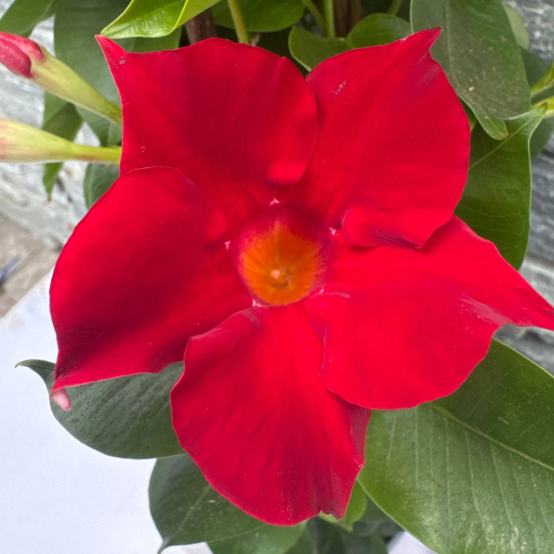 Mandevilla Sundaville Red  P19 - 3 cane pyr