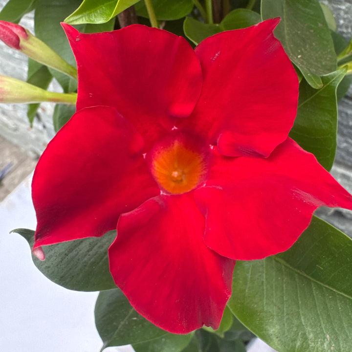 Mandevilla Sundaville Red  P19 - 3 cane pyr