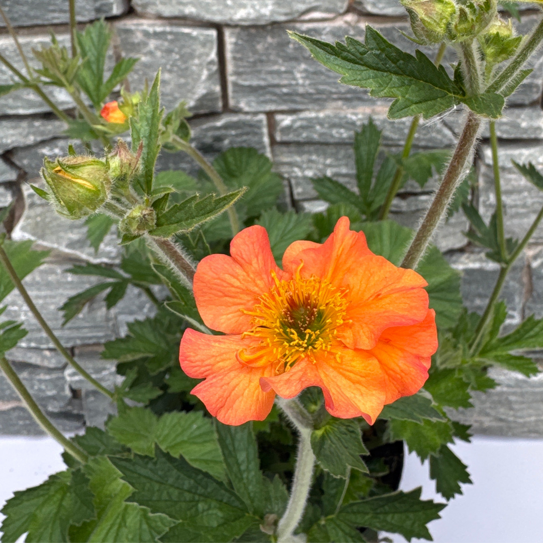 Geum Totally Tangerine
