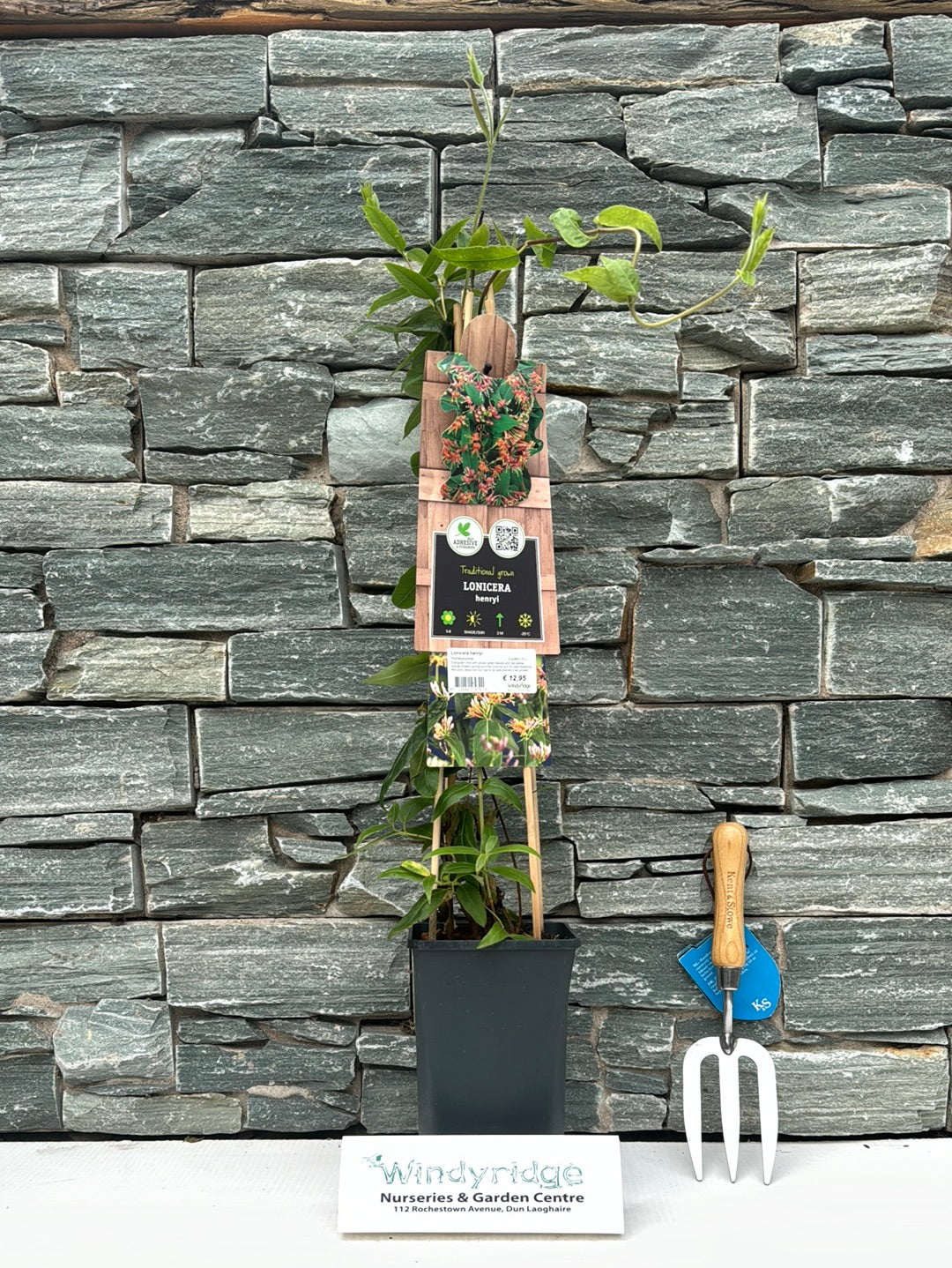 Lonicera henryi  S-pot(2,25 L)