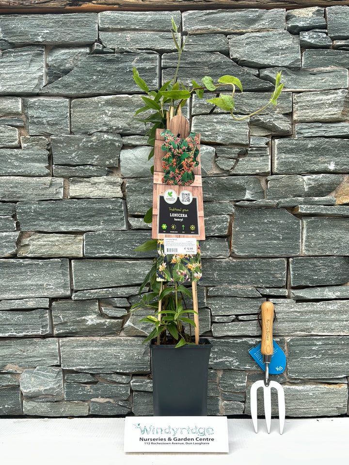 Lonicera henryi  S-pot(2,25 L)