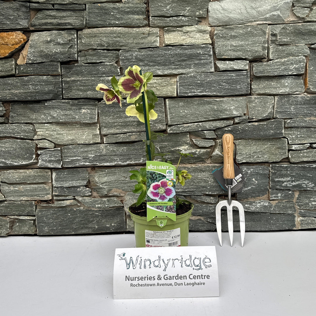 Helleborus ViV Serafina