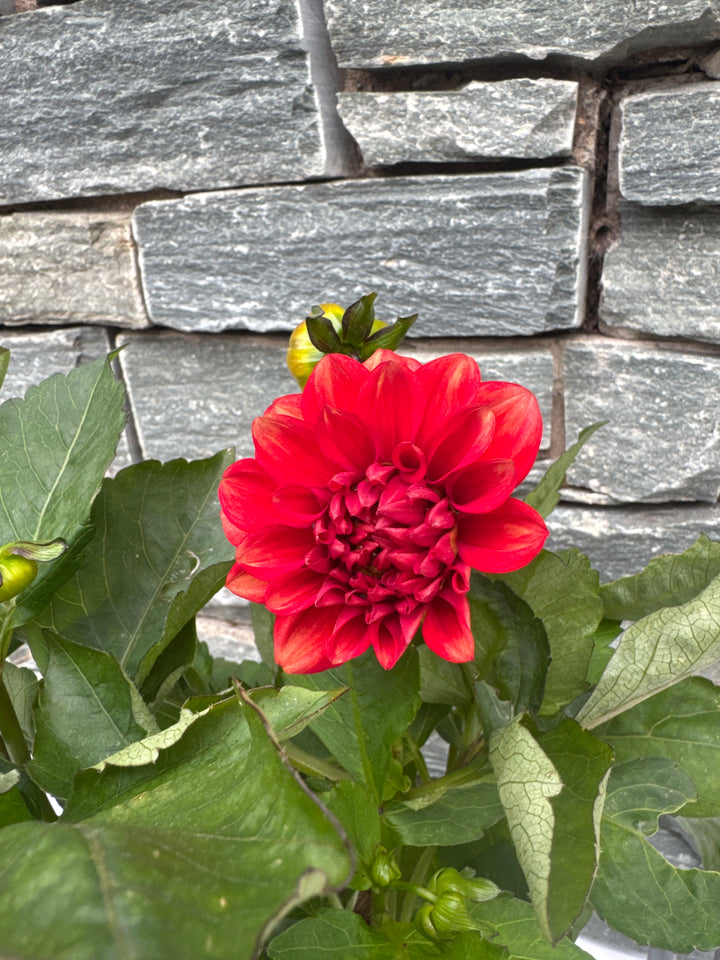 DAHLIA 'Arnhem'