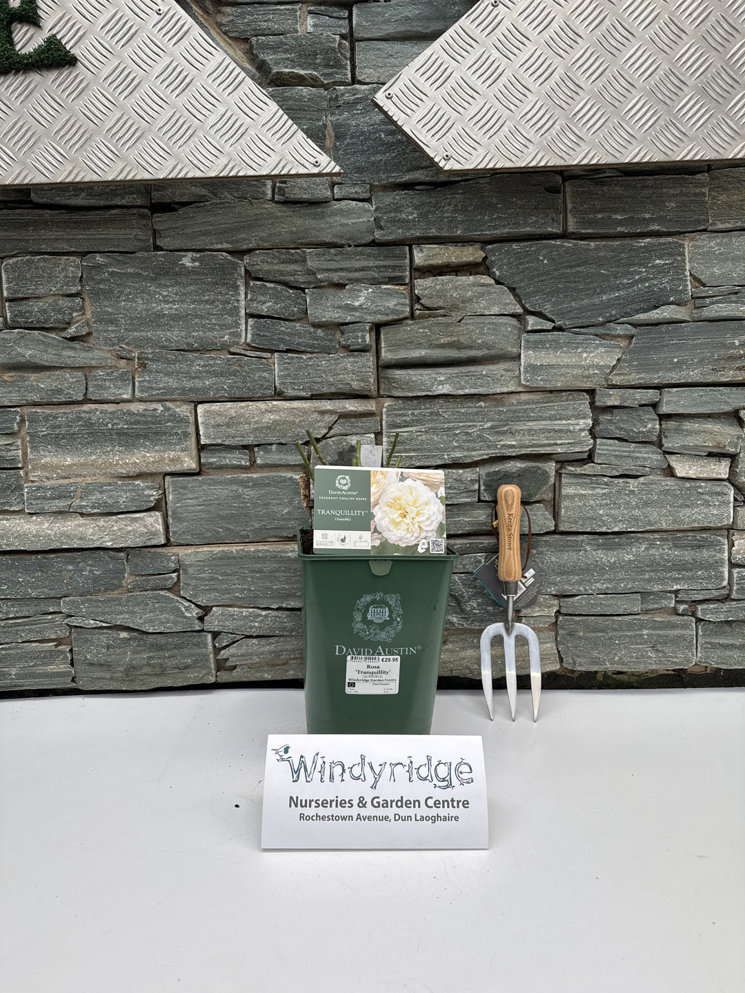 David Austin Rosa Tranquillity