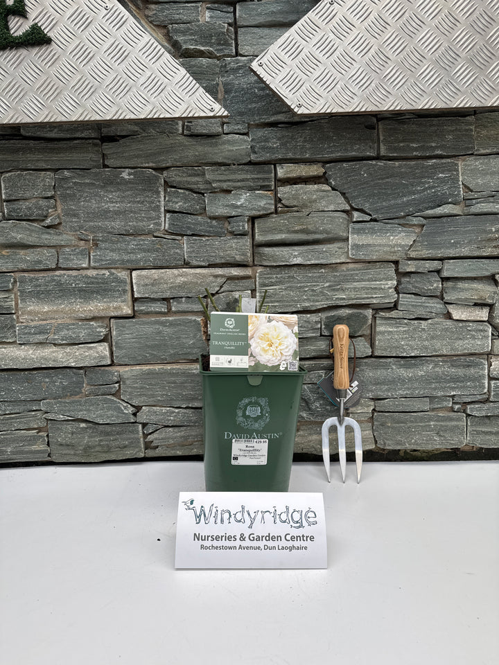 David Austin Rosa Tranquillity