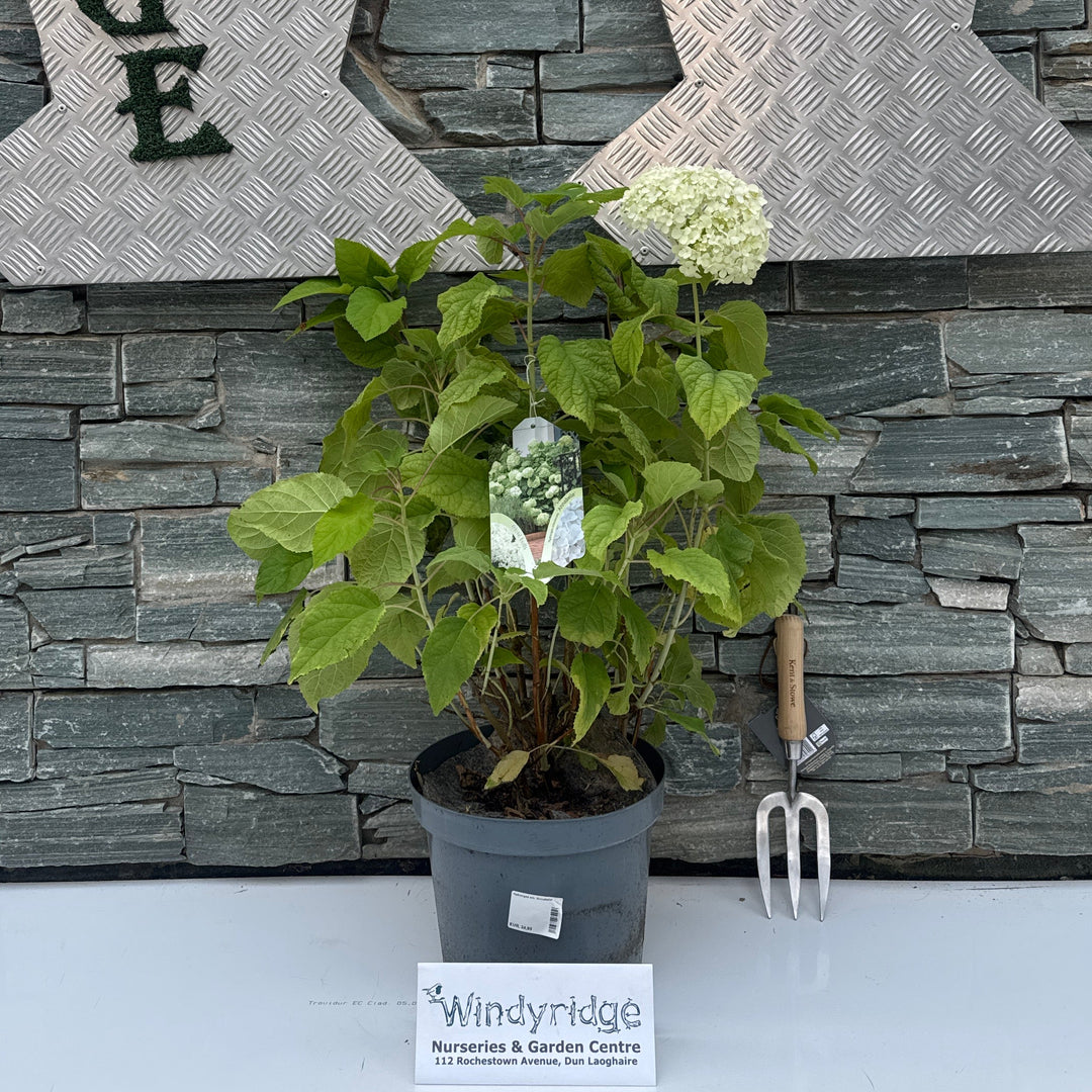 Hydrangea arb. 'Annabelle' 50-70 cm. C7.5