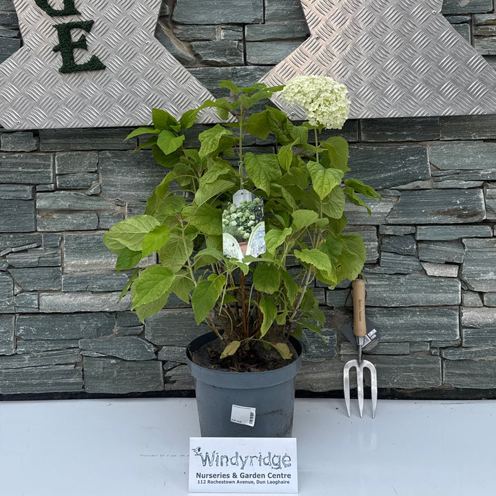 Hydrangea arb. 'Annabelle' 50-70 cm. C7.5