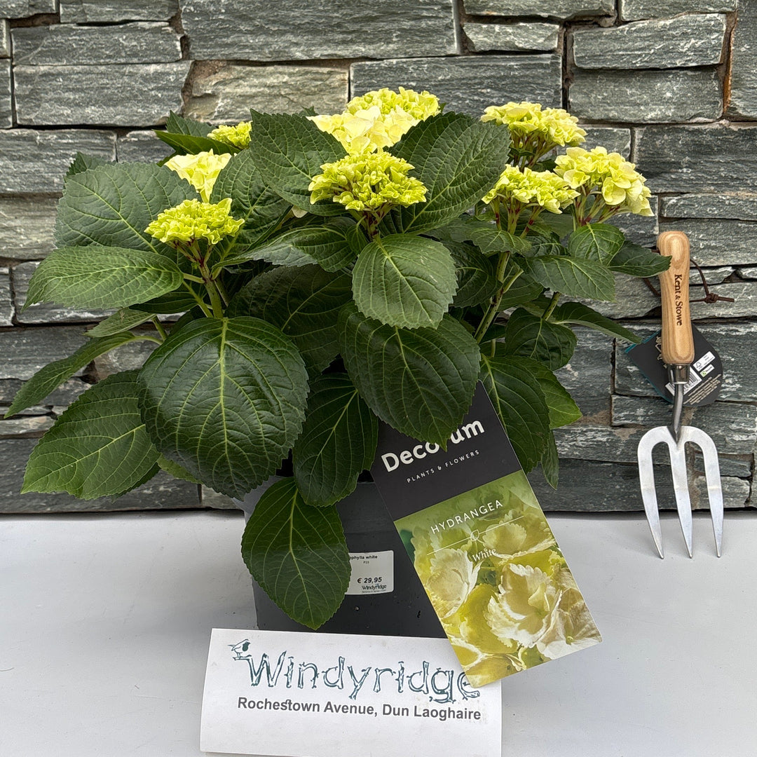 Hydrangea (Jg) Macrophylla White P23 - Shrubs - Windyridge Garden Centre