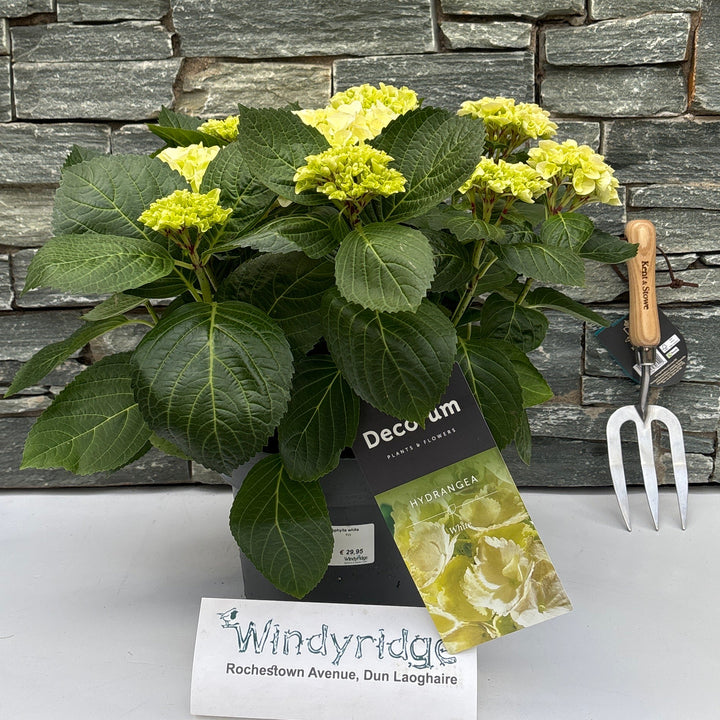 Hydrangea (Jg) Macrophylla White P23 - Shrubs - Windyridge Garden Centre